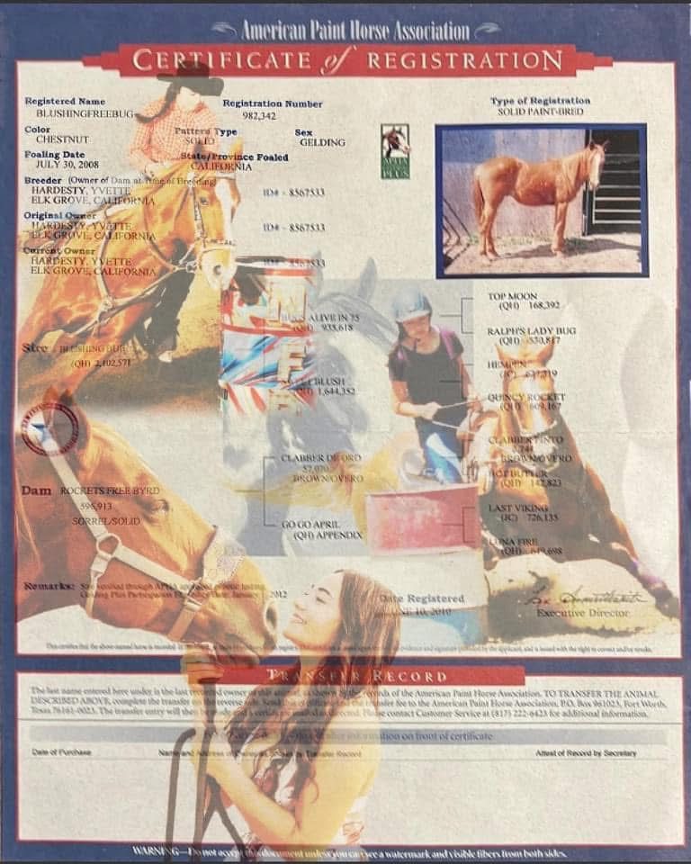 Custom-designed American Paint Horse Association registration certificate display