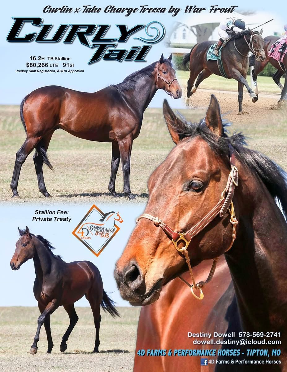 Curly Tail stallion advertisement flyer